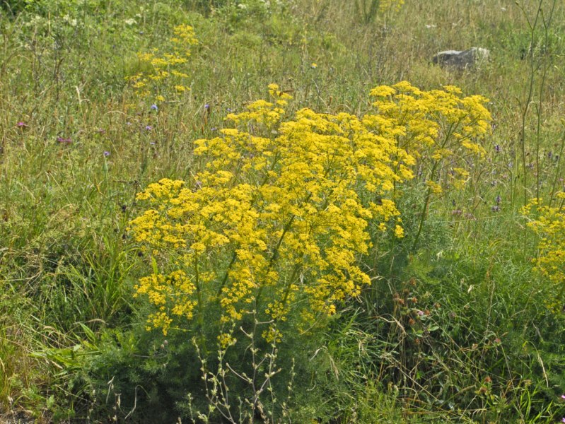 Ferulago campestris / Ferula finocchiazzo